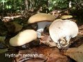 Hydnum repandum-amf1457